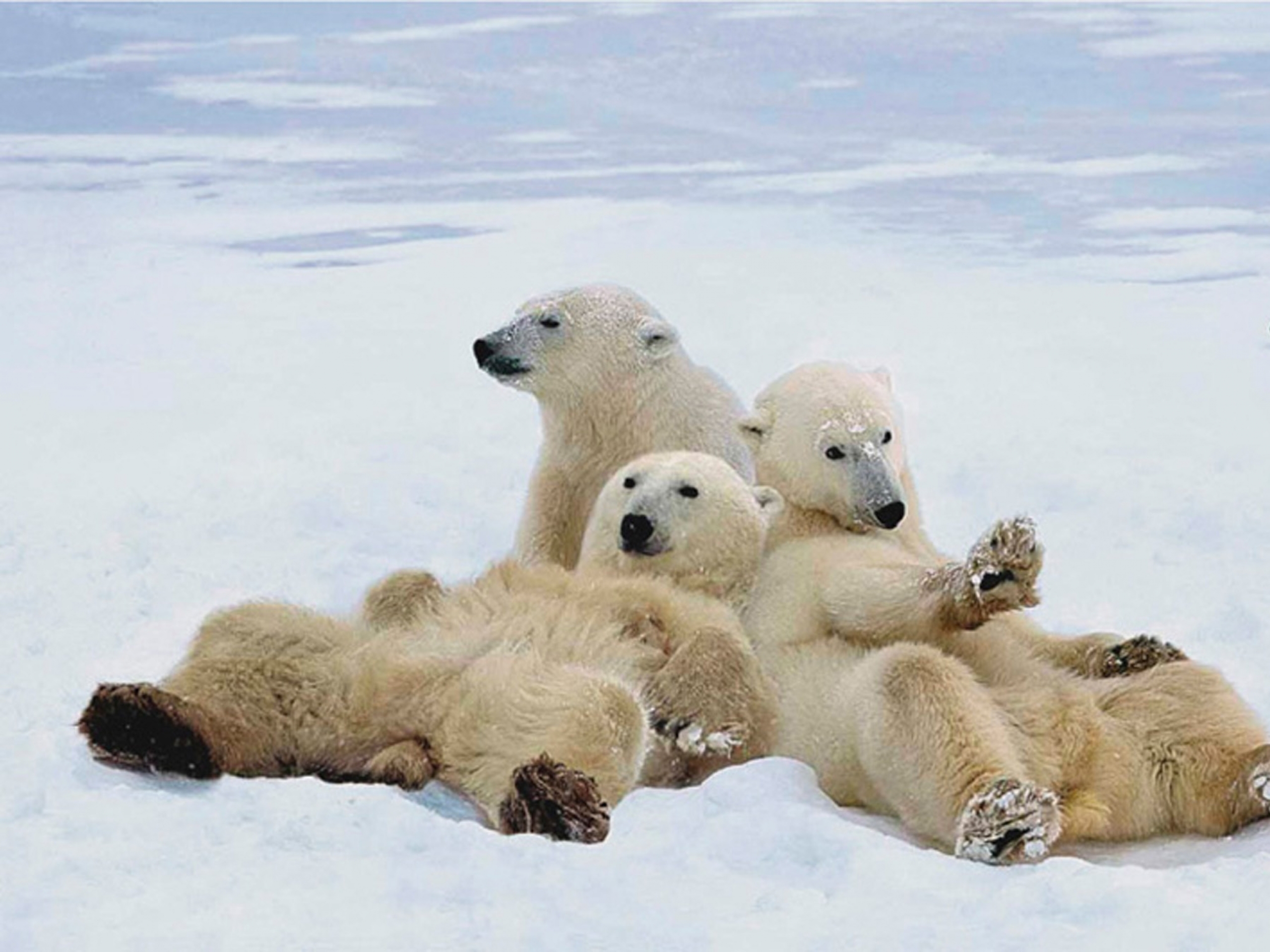 Polar Bears Wallpaper