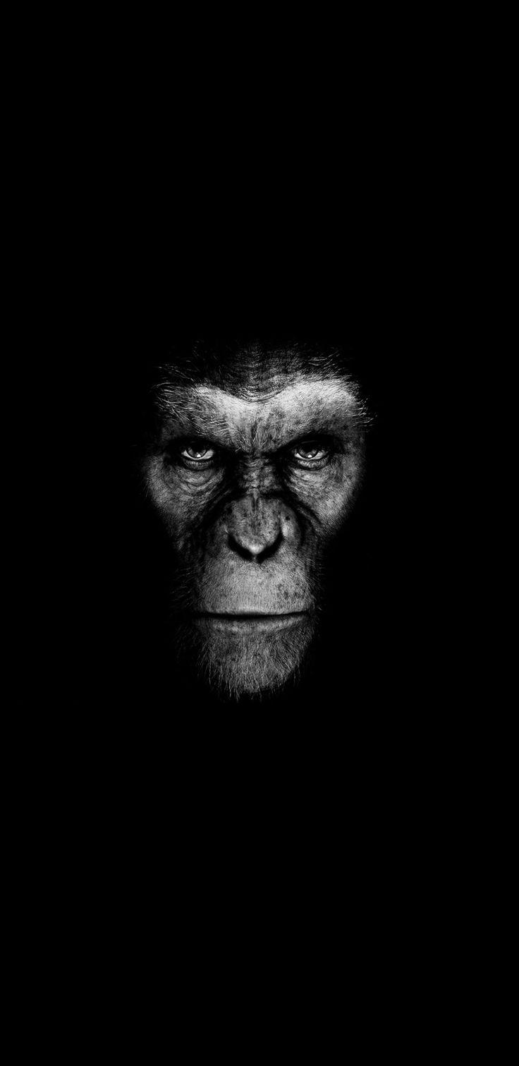 The monkey Black and white wallpaper for the QuadHD phone