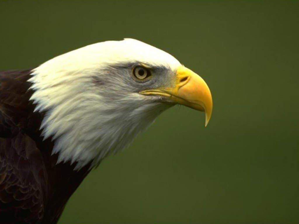 Eagle Wallpapers TipTop 3D HD Wallpapers Collection