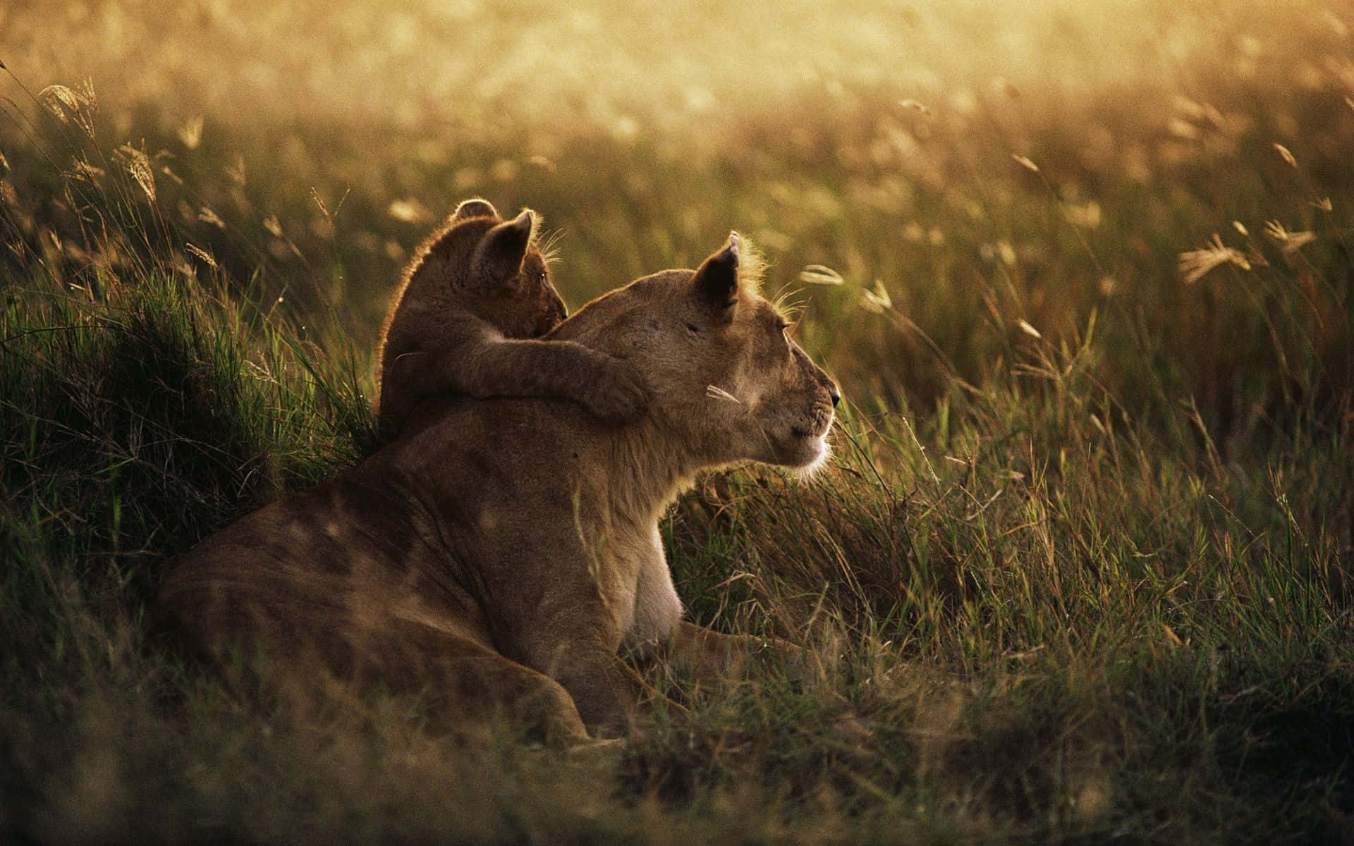 Fundo Do Animal Planet Wallpaper