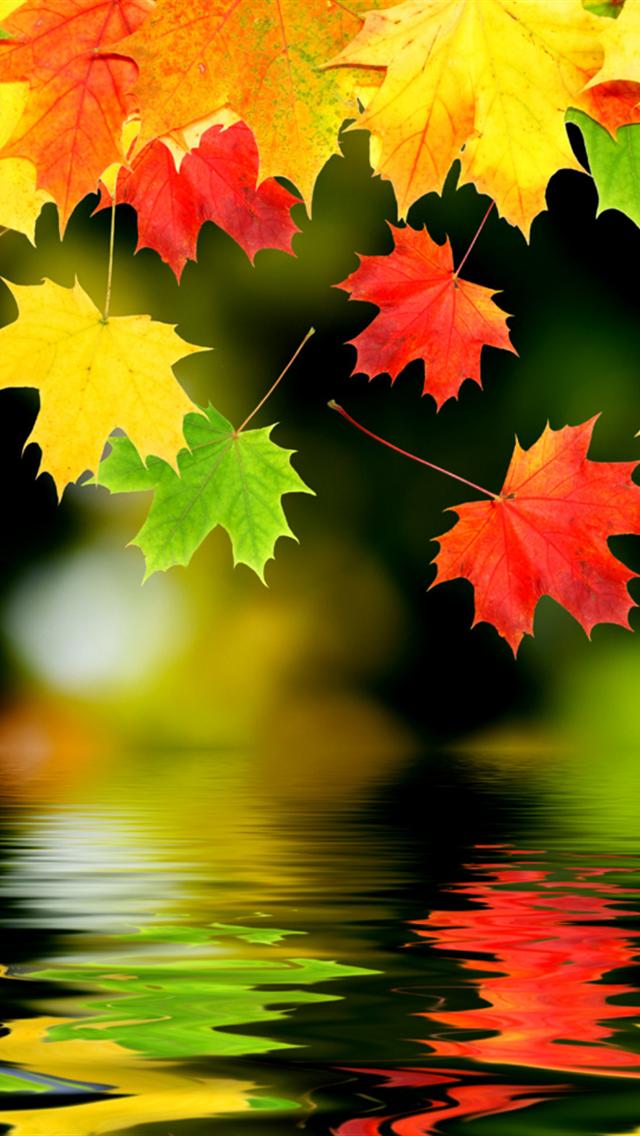 Autumn Leaves Background For iPhone HD Wallpaper