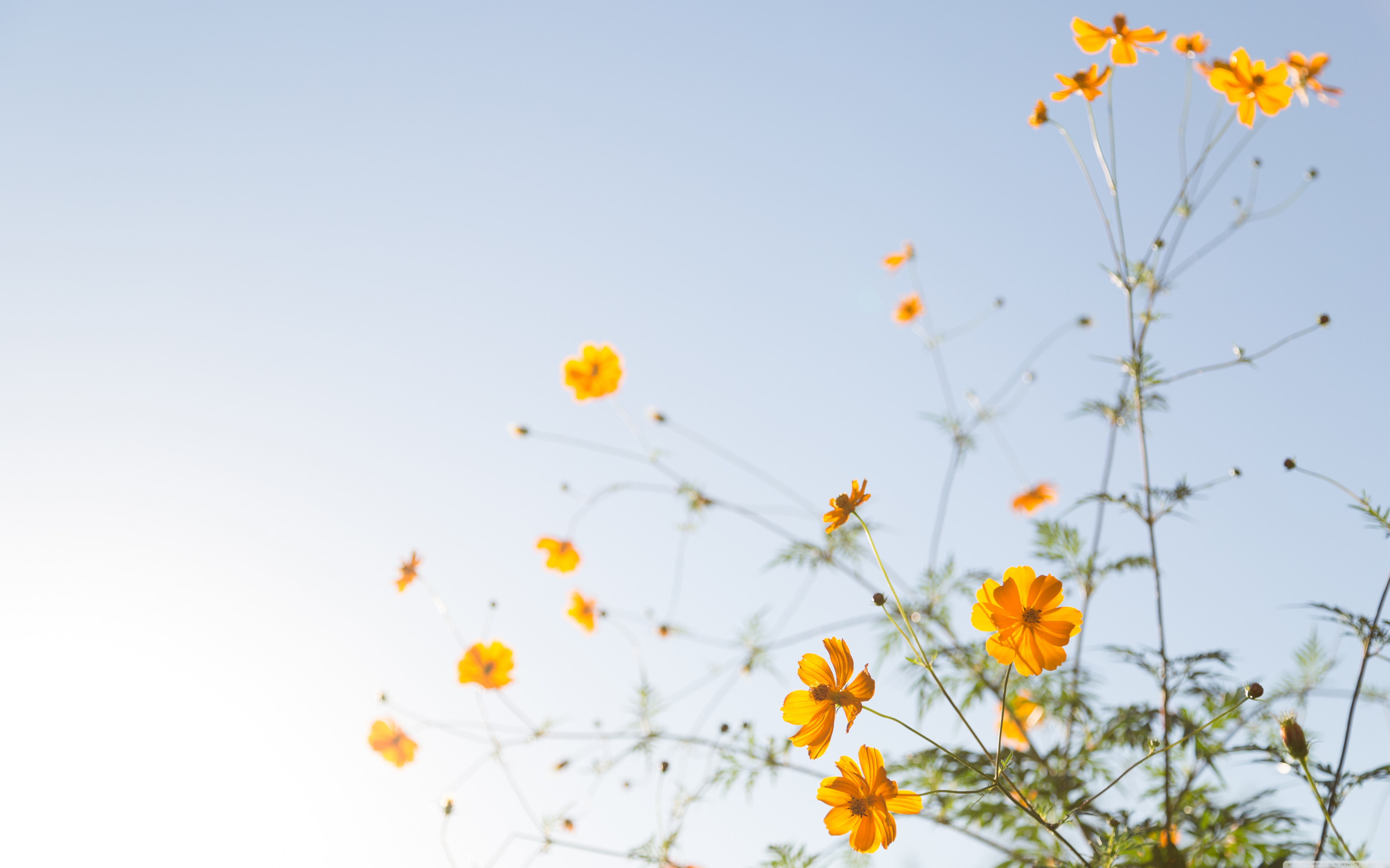 Yellow Flowers In Sunlight 4k HD Desktop Wallpaper For Ultra