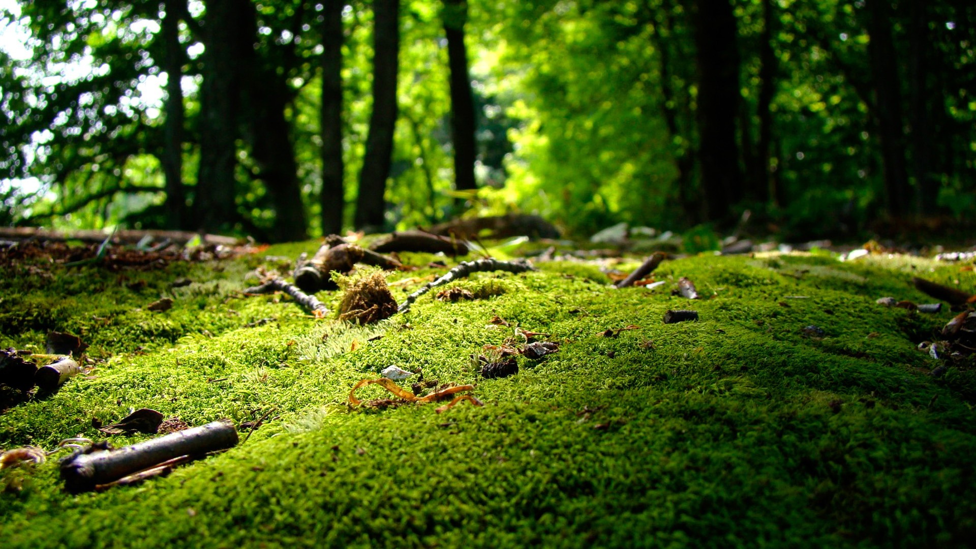 Nature Forest Landscape Photo Wallpaper HD 1080p