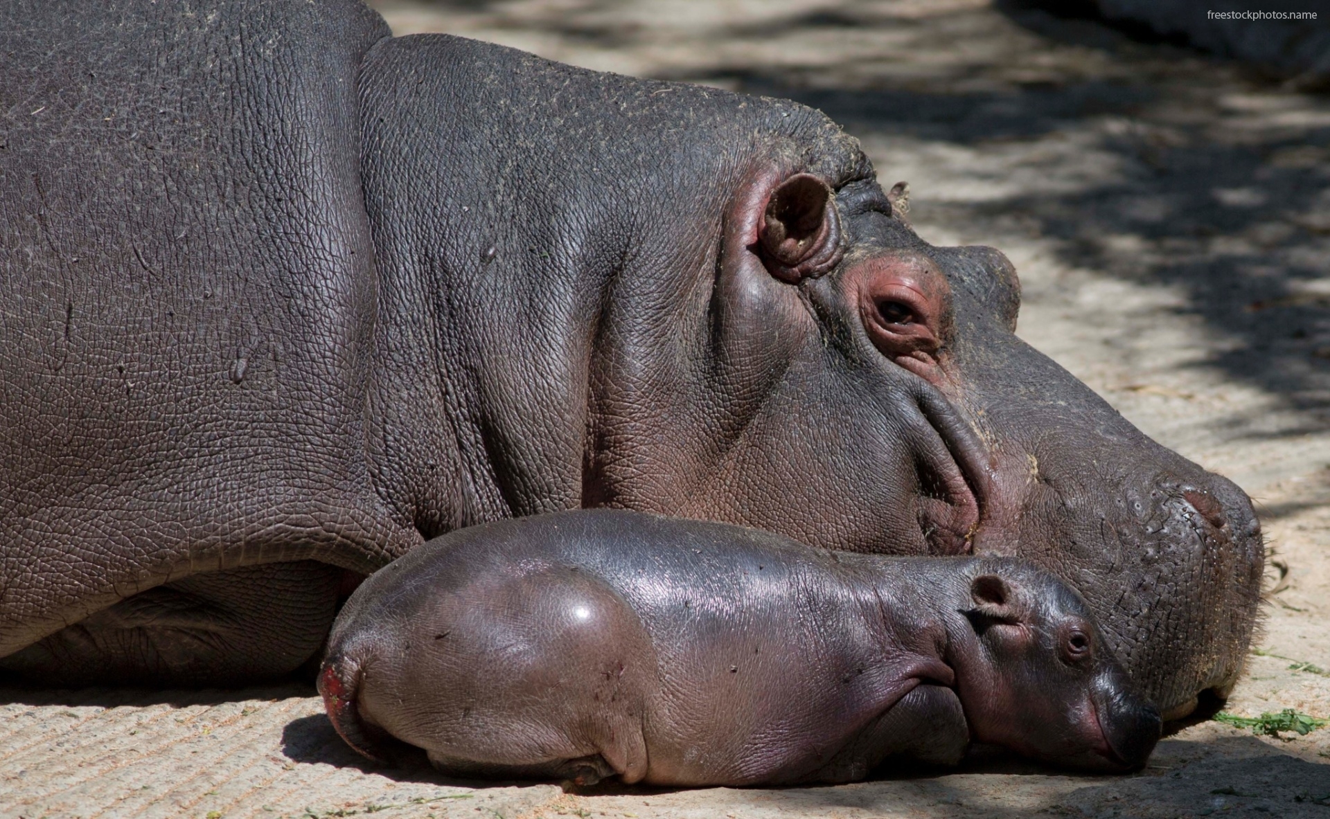 Stock Photos Of Hippo Baby With Mom Image Photography