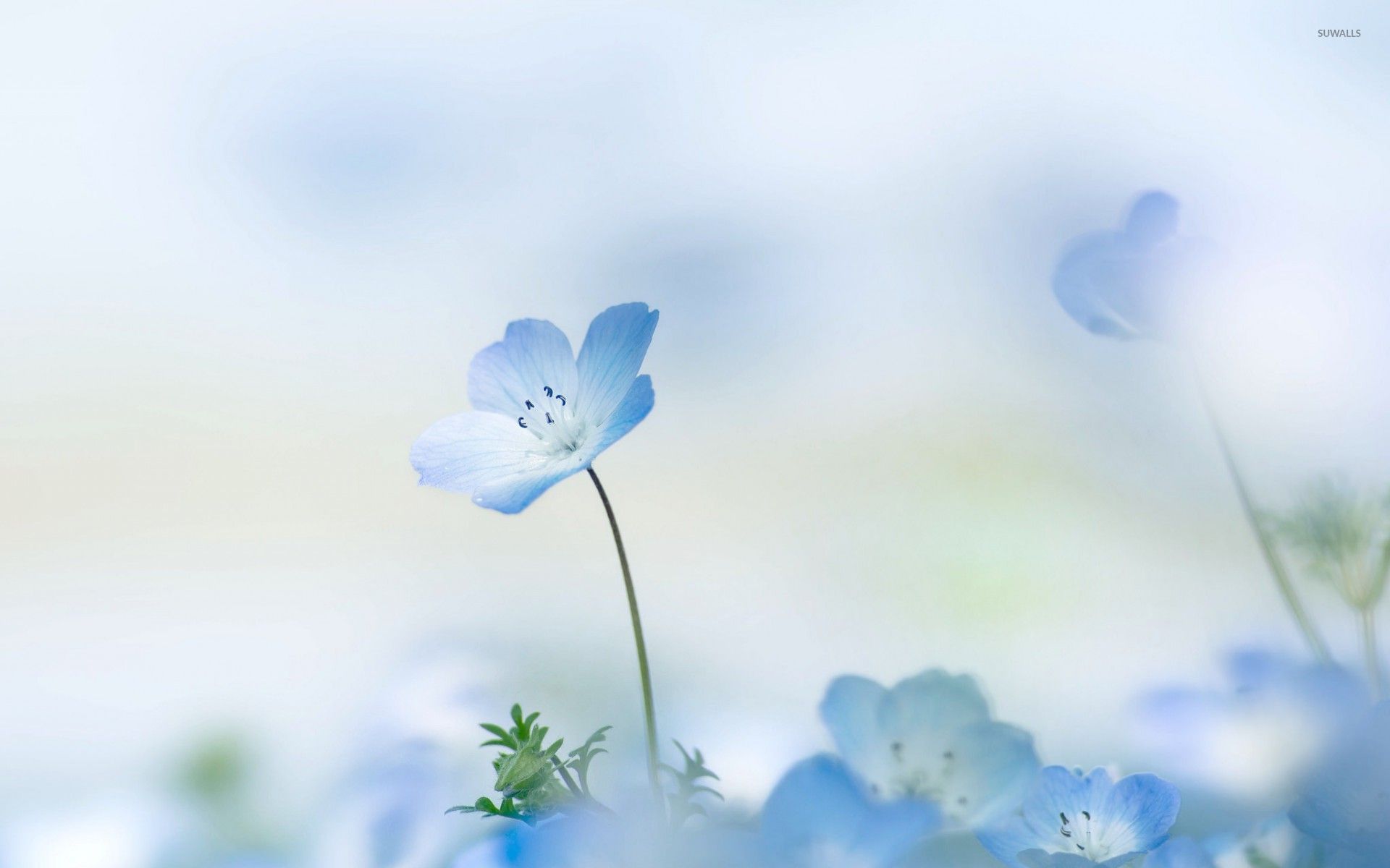 Blue Flowers Wallpaper High Quality