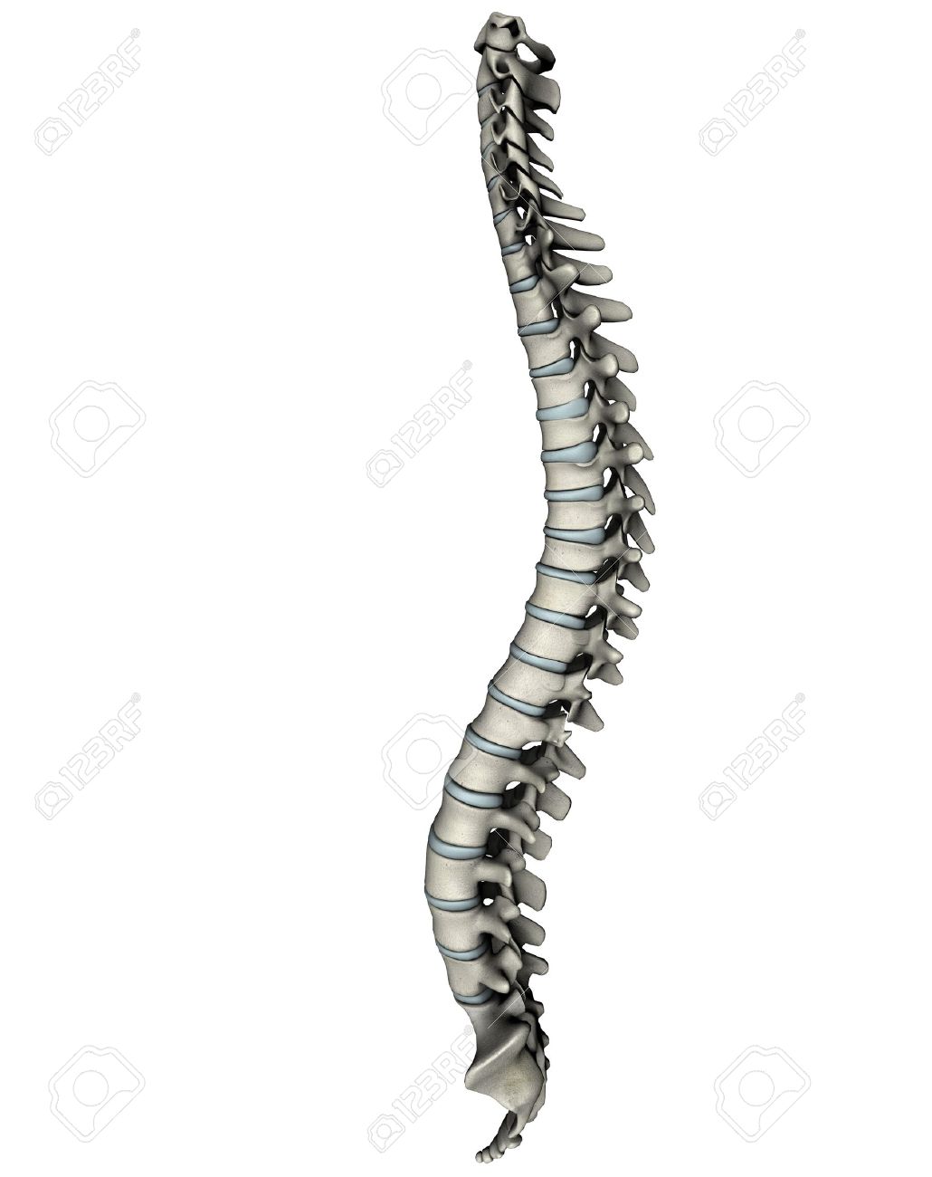 Human Spine Lateral Anatomical 3d Graphic On White Background