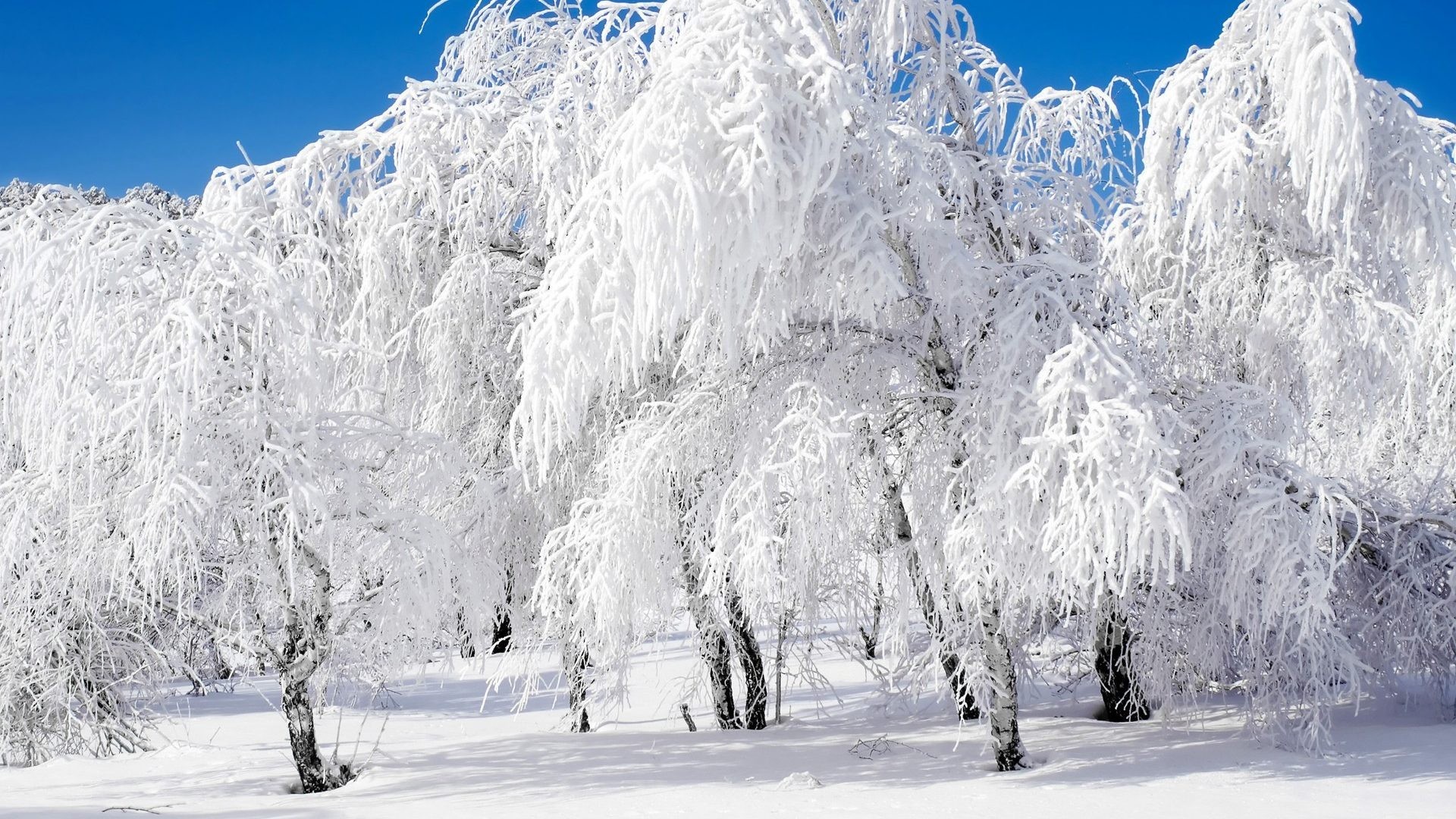 Beautiful Snowy Scene Wallpaper