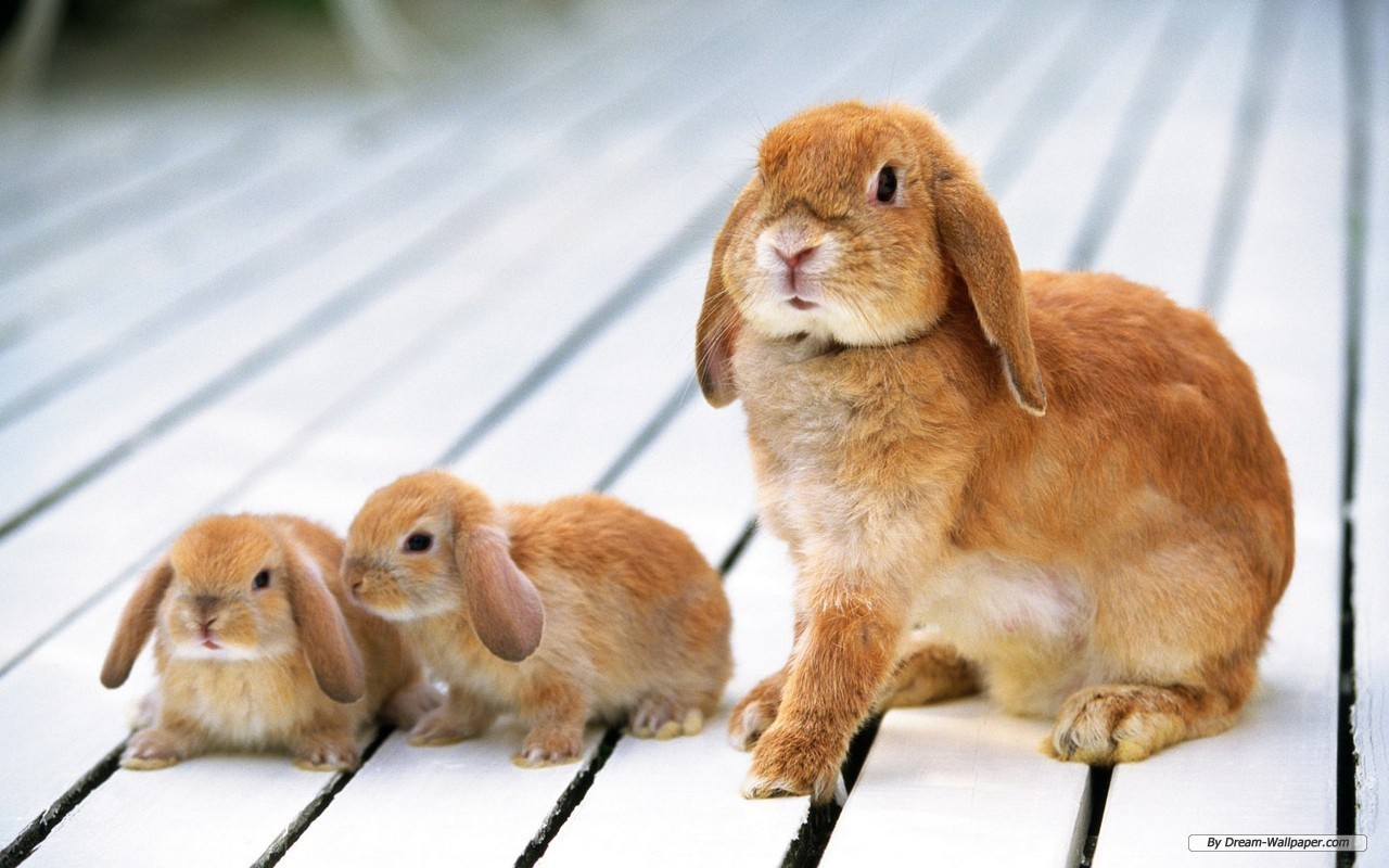 Bunny Rabbits Image Bunnies Wallpaper Photos