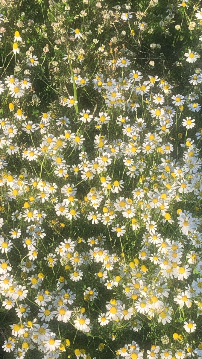 Aesthetic Daisy Wallpaper Nel