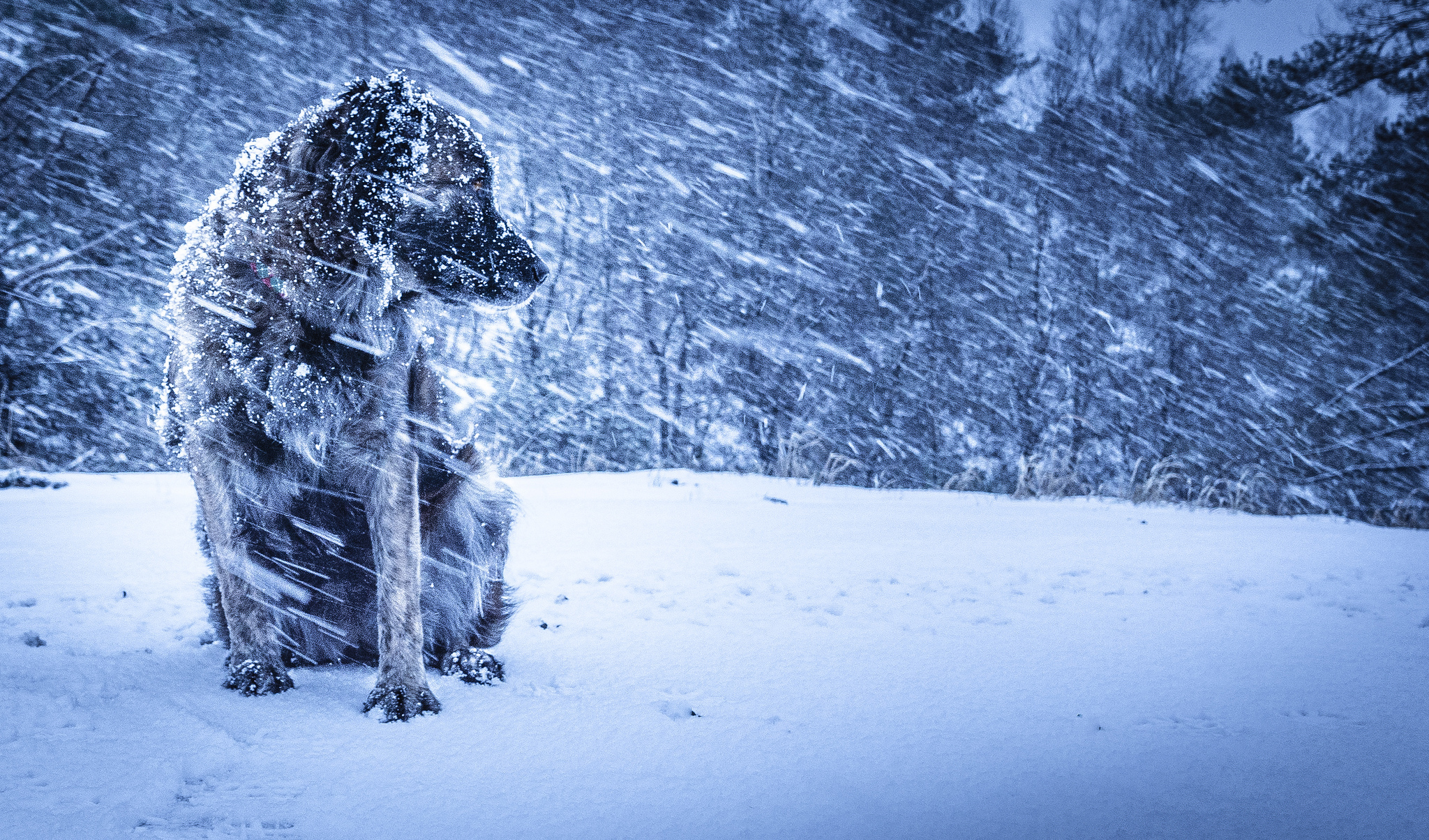 Wallpaper Dog Winter Blizzard Background