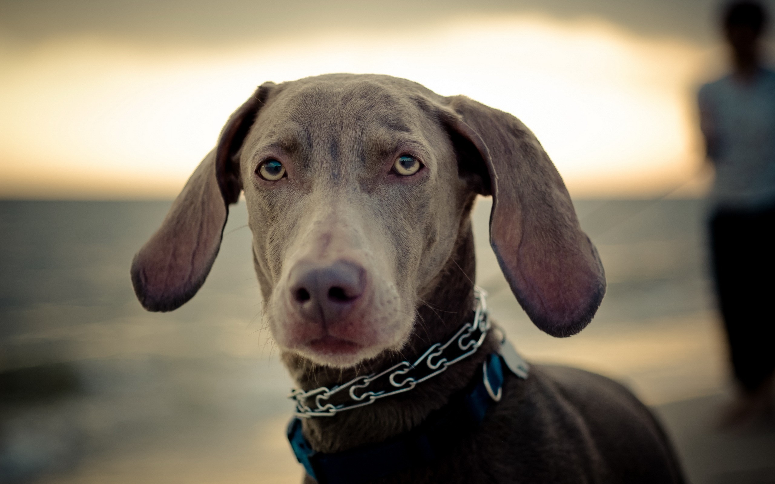 Weimaraner Wallpaper