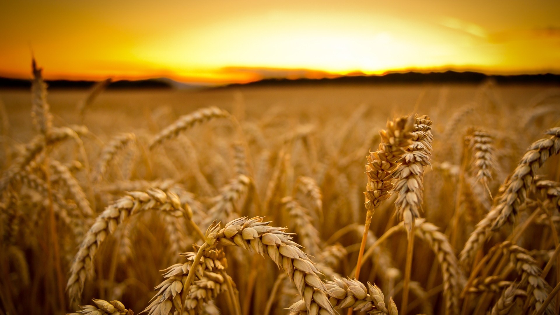 Golden Wheat Threads Autumn Ready For Harvest Wide HD Wallpaper