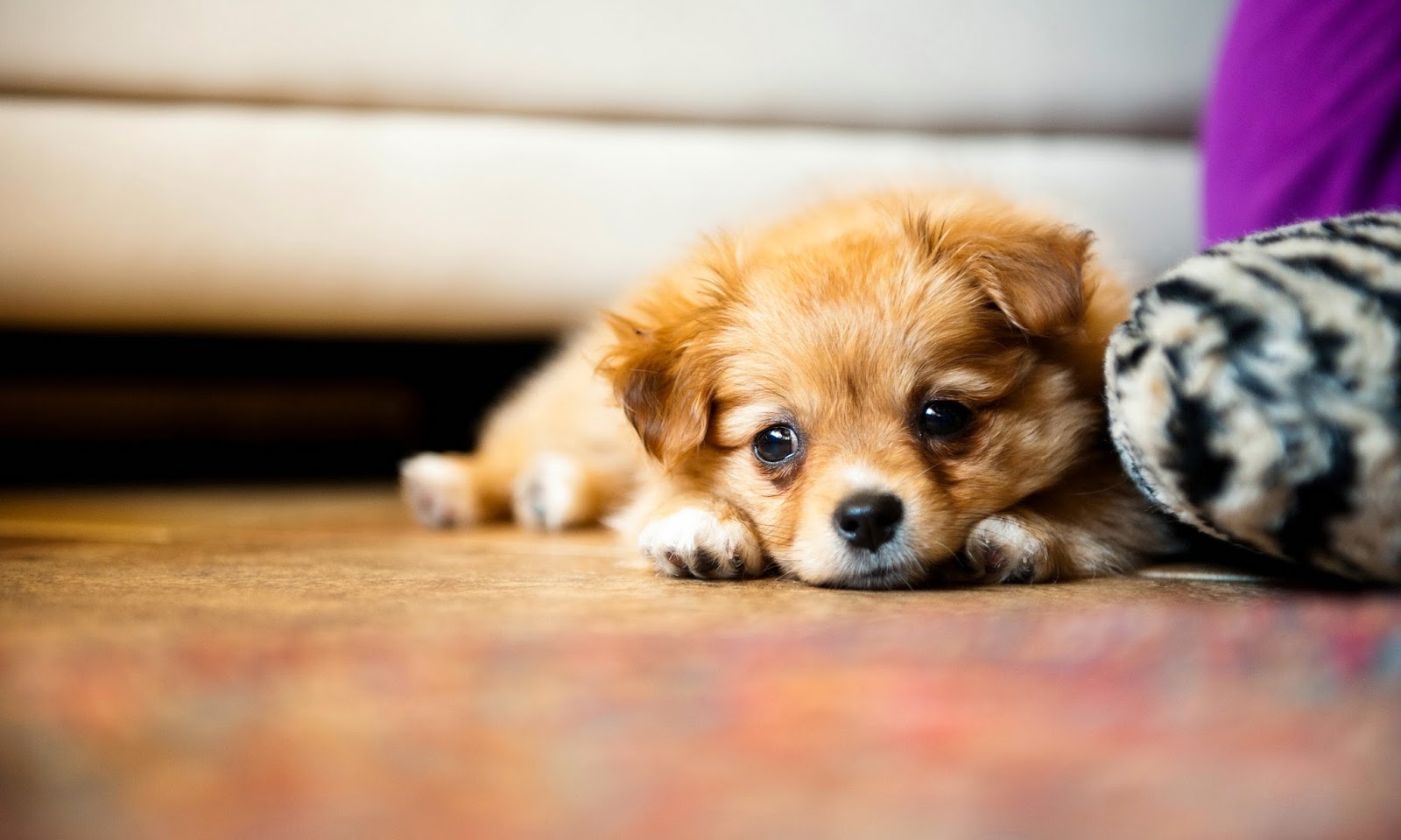 Puppy Photography 1080p Wallpapers HD Wallpapers High