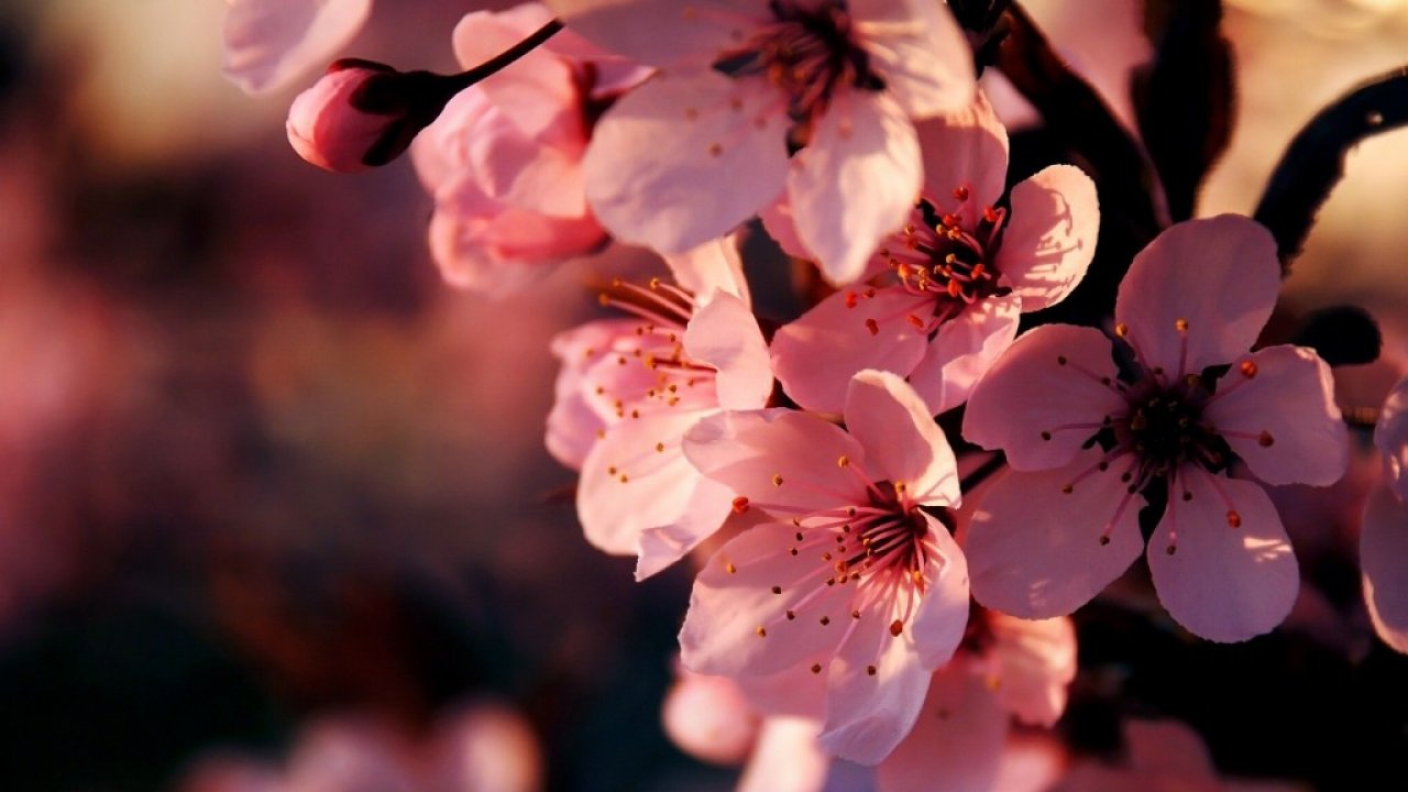 Pink Flowers Full Screen High Definition Wallpaper For