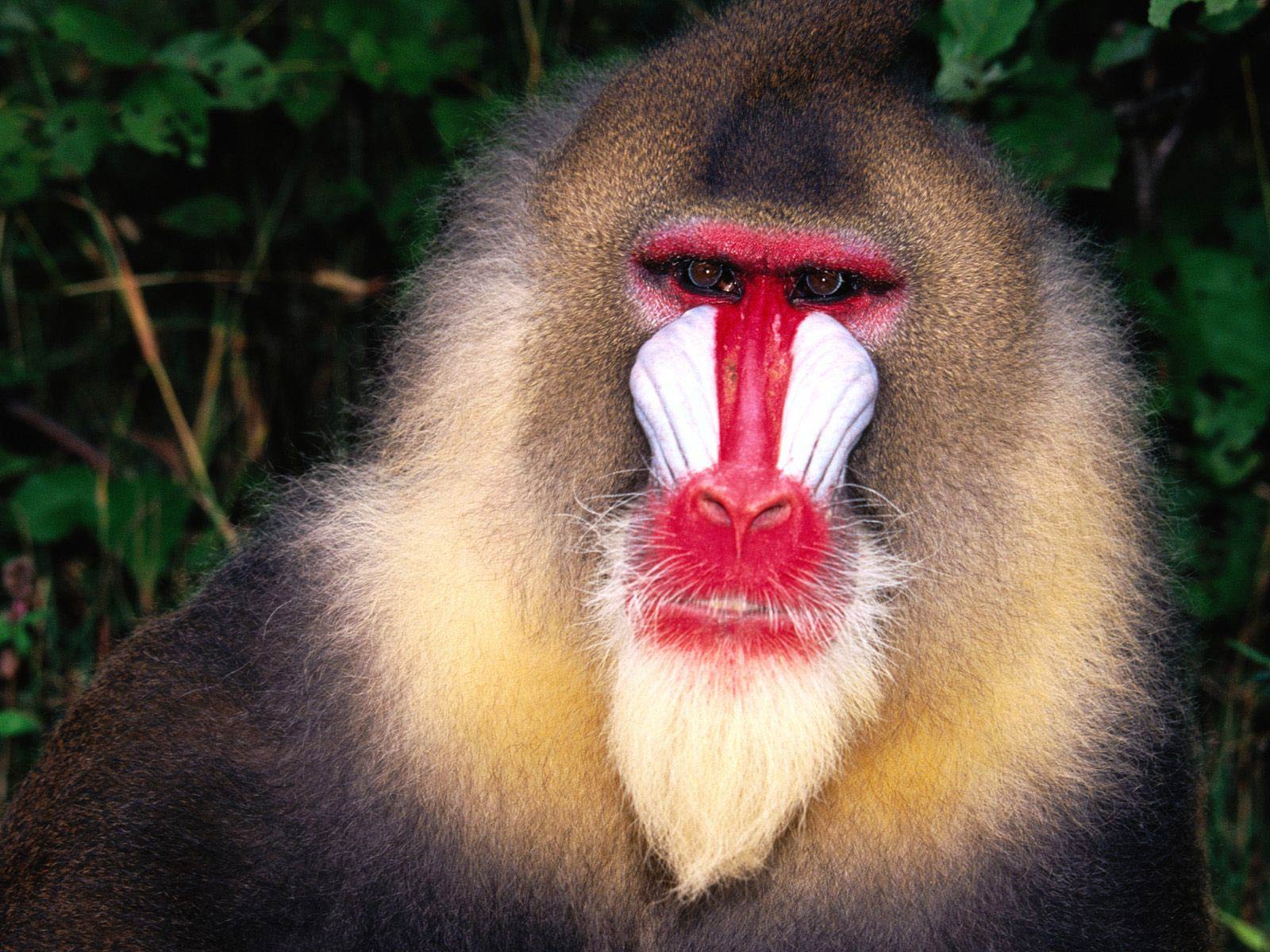 Close-up of a Mandrill Baboon with Vibrant Facial Features