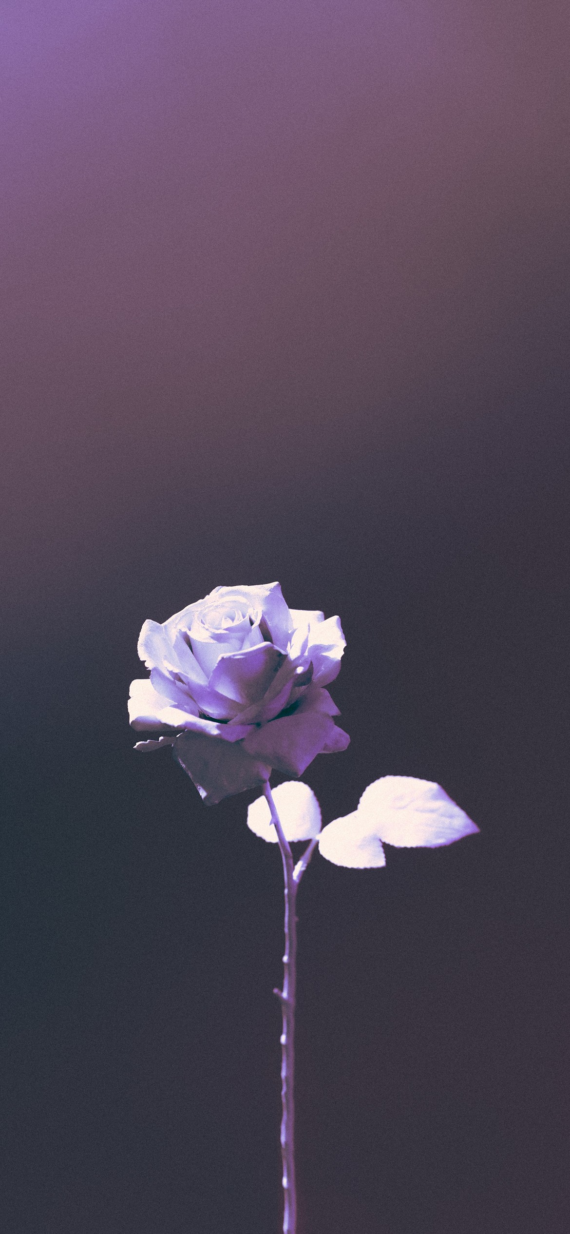 iPhone Rose Wallpaper