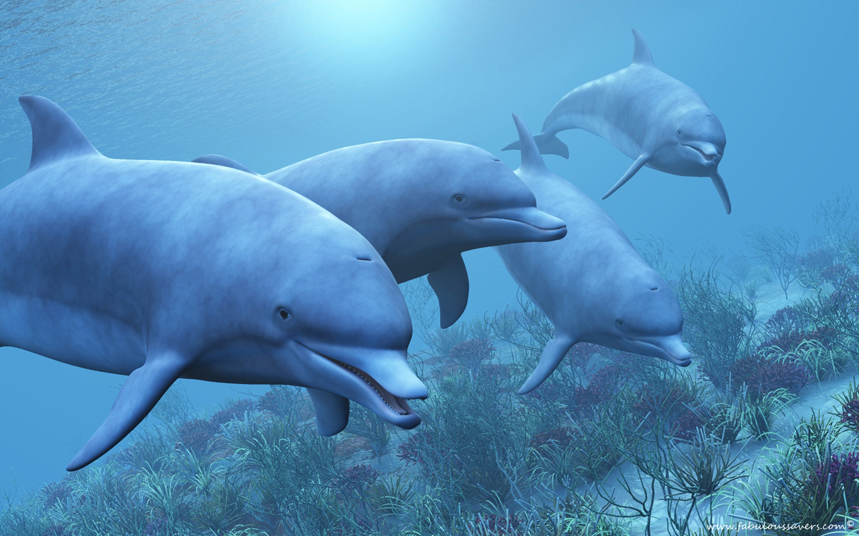 Desktop Wallpaper Of Dolphins Puter Image