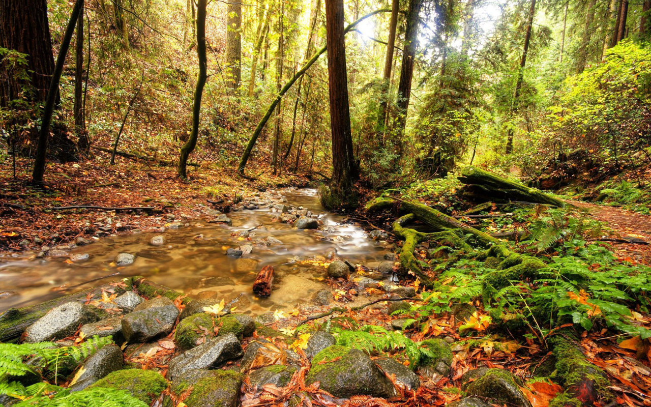 Forest Stream Widescreen And Full HD Wallpaper