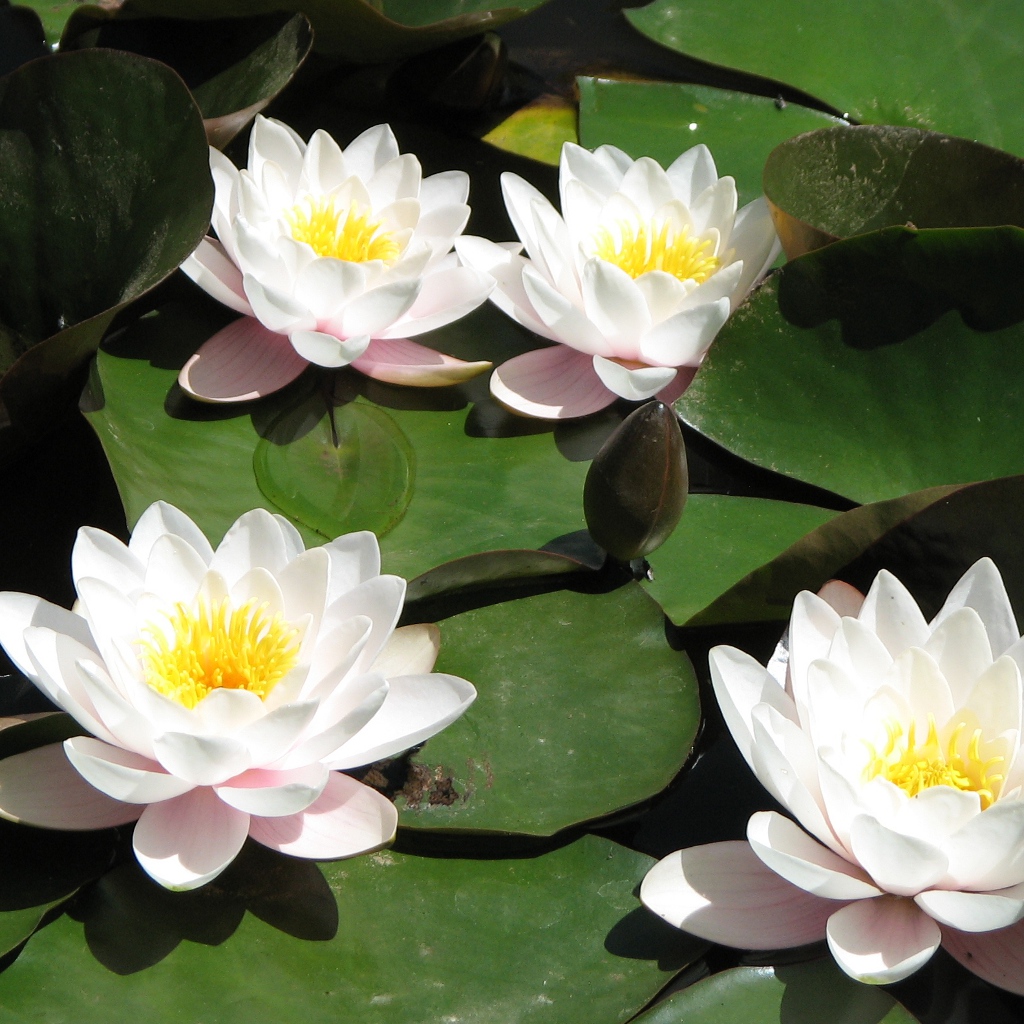Pin Lotus Garden Wallpaper Pictures