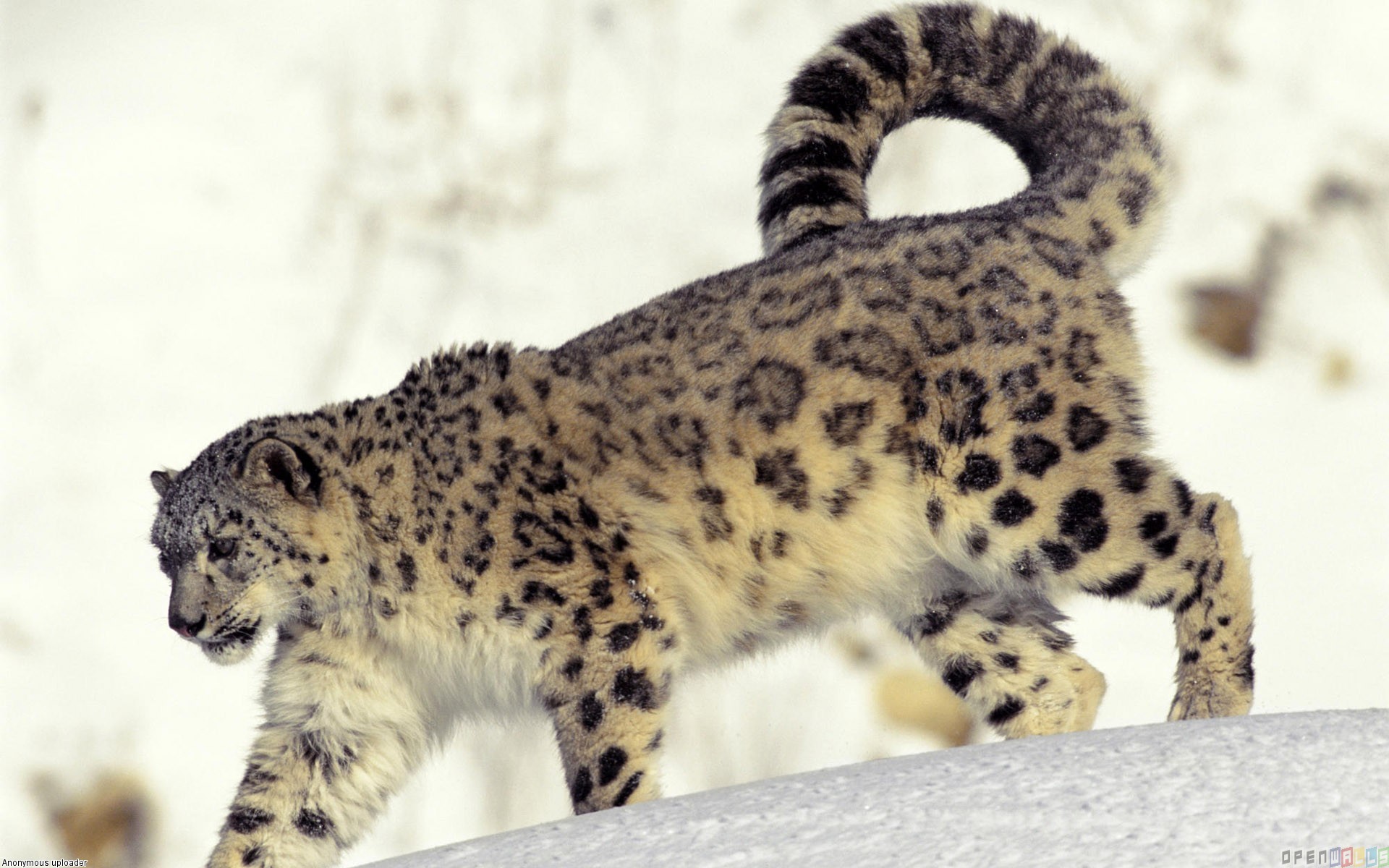 Leopards Desktop Reptiles HDwallpaperfor Animals Animal Snow Leopard