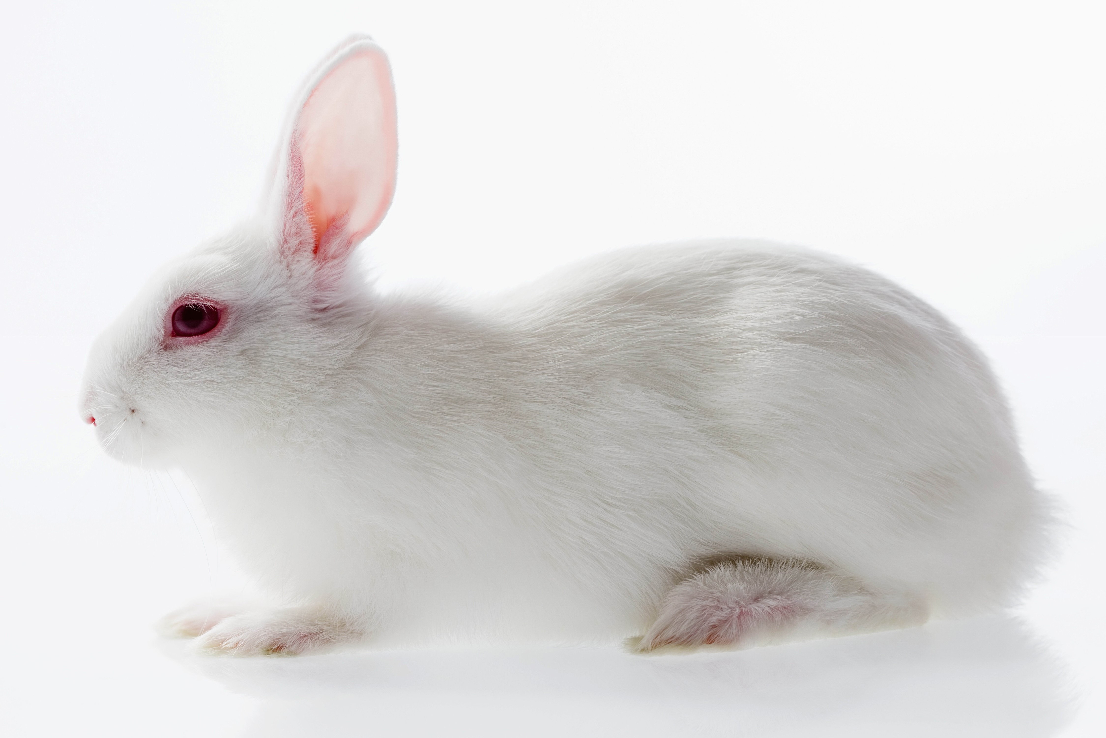 4k 5k Creative Rabbits White Side HD Wallpaper