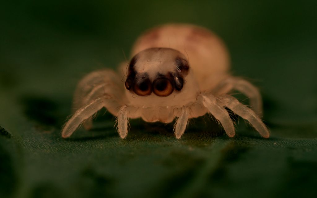 Cute Spider Wallpaper Pictures Picc It