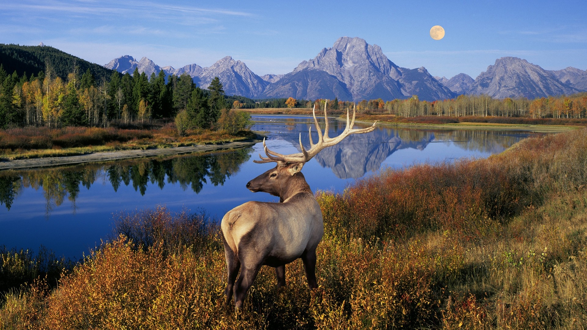 Wallpaper Landscapes Nature Bull Wyoming