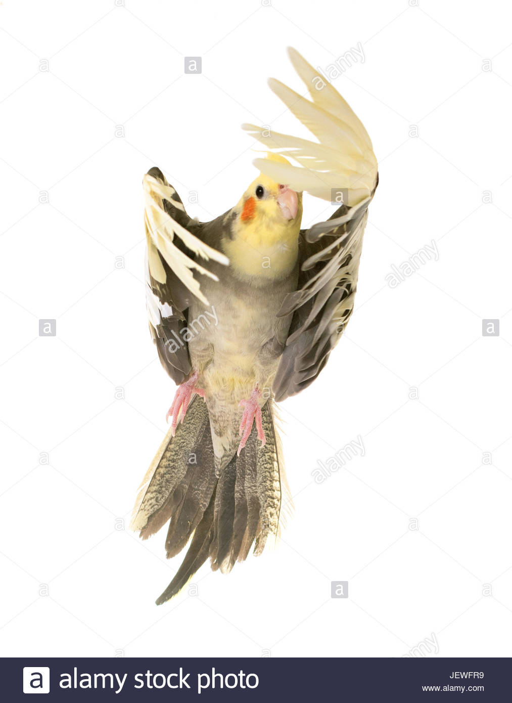 Flying Gray Cockatiel In Front Of White Background Stock Photo