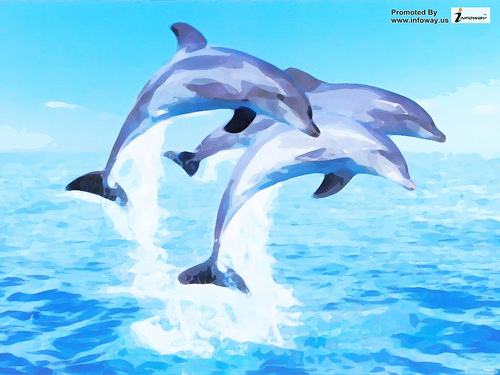 Dolphin Wallpaper Photo Sharing