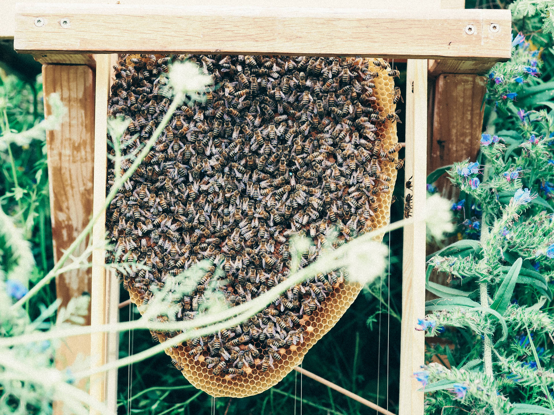Honeycomb Wallpaper