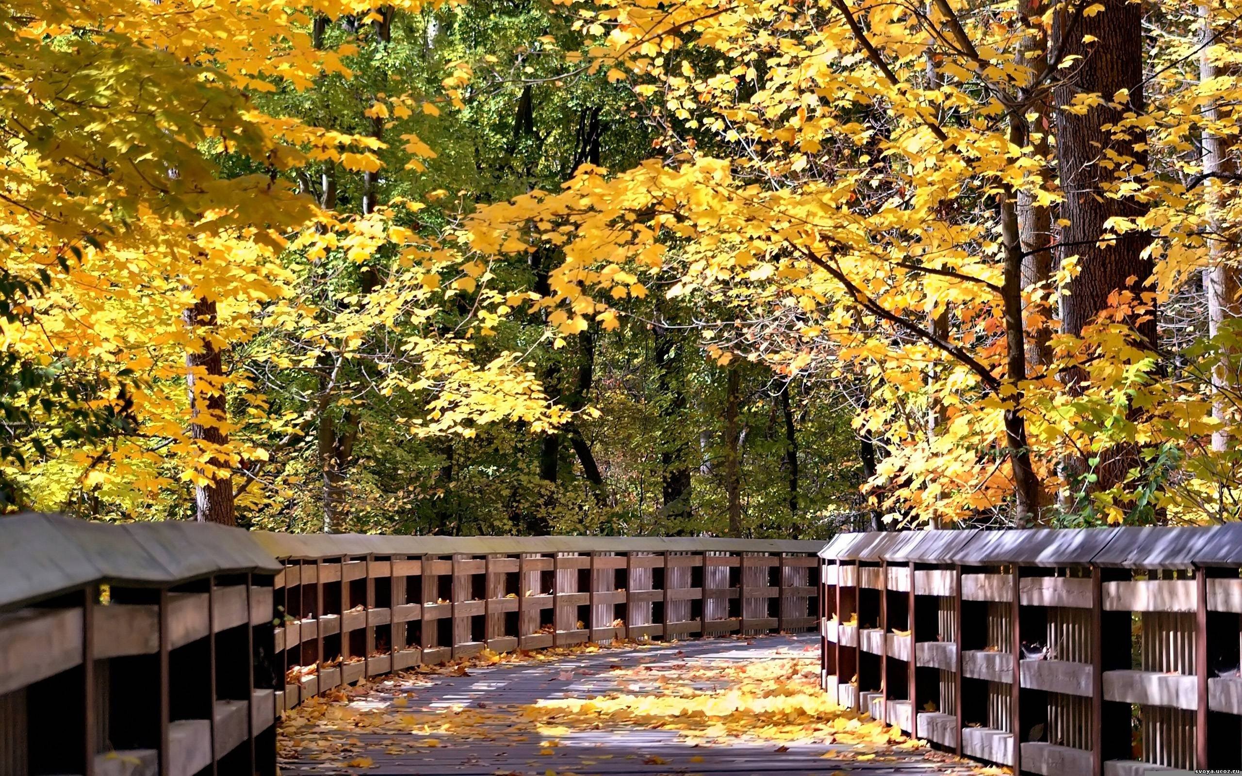 Forest HD Wallpaper Leaves Tree Natural Fall Desktop