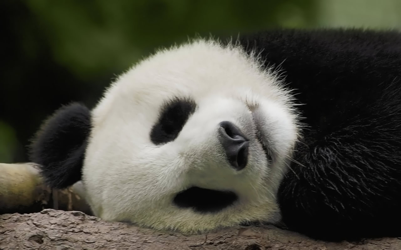 Cute Baby Panda HD Wallpaper In Animals Imageci