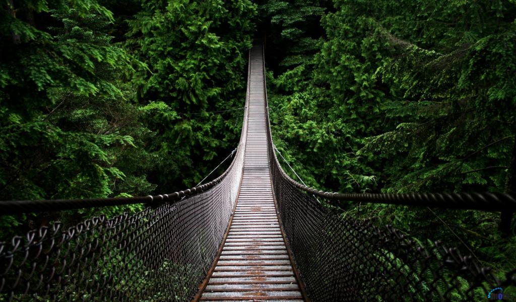 Wallpaper Suspension Bridge In The Forest X