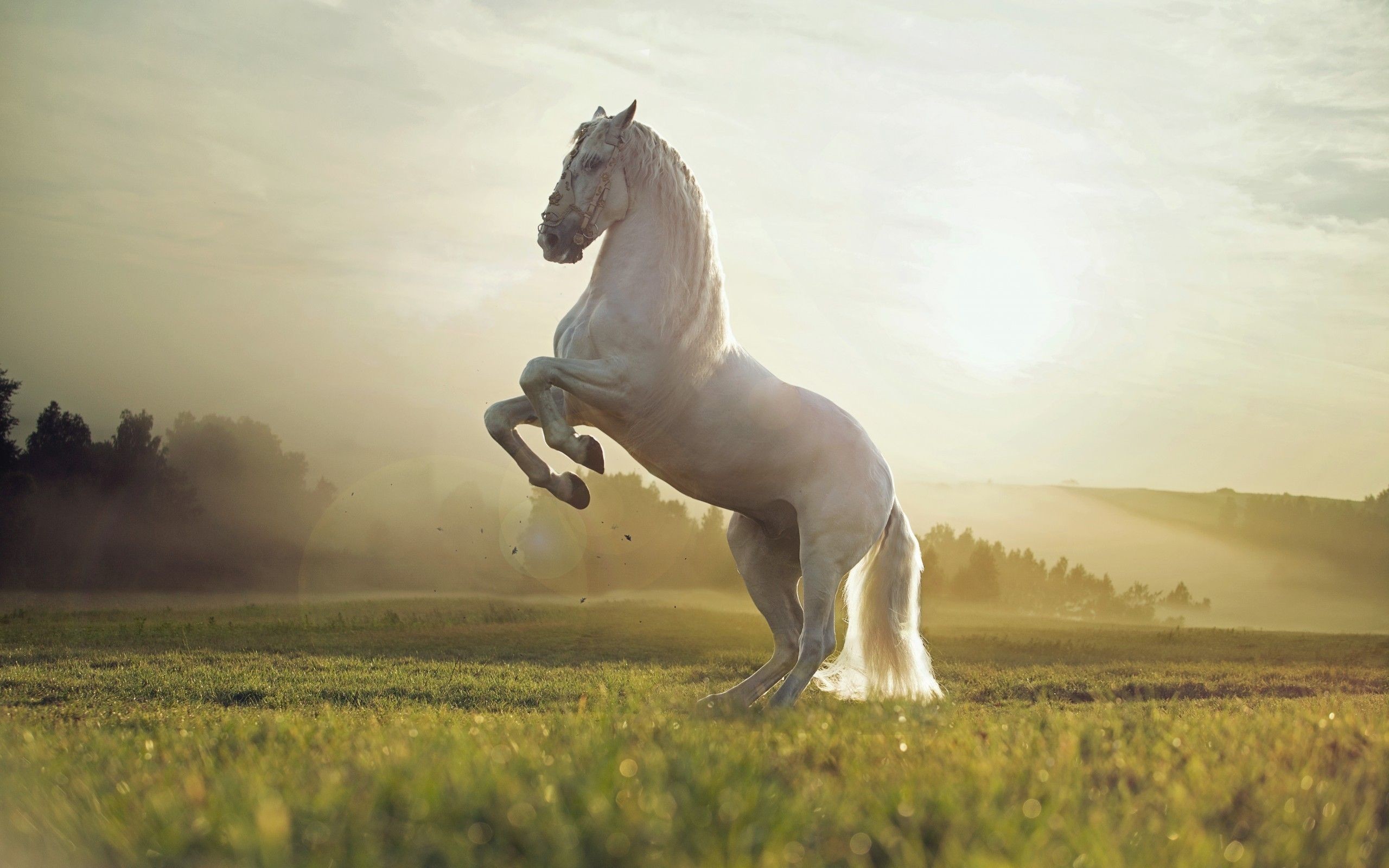 Free download 67 White Horse Wallpapers on WallpaperPlay 2560x1600