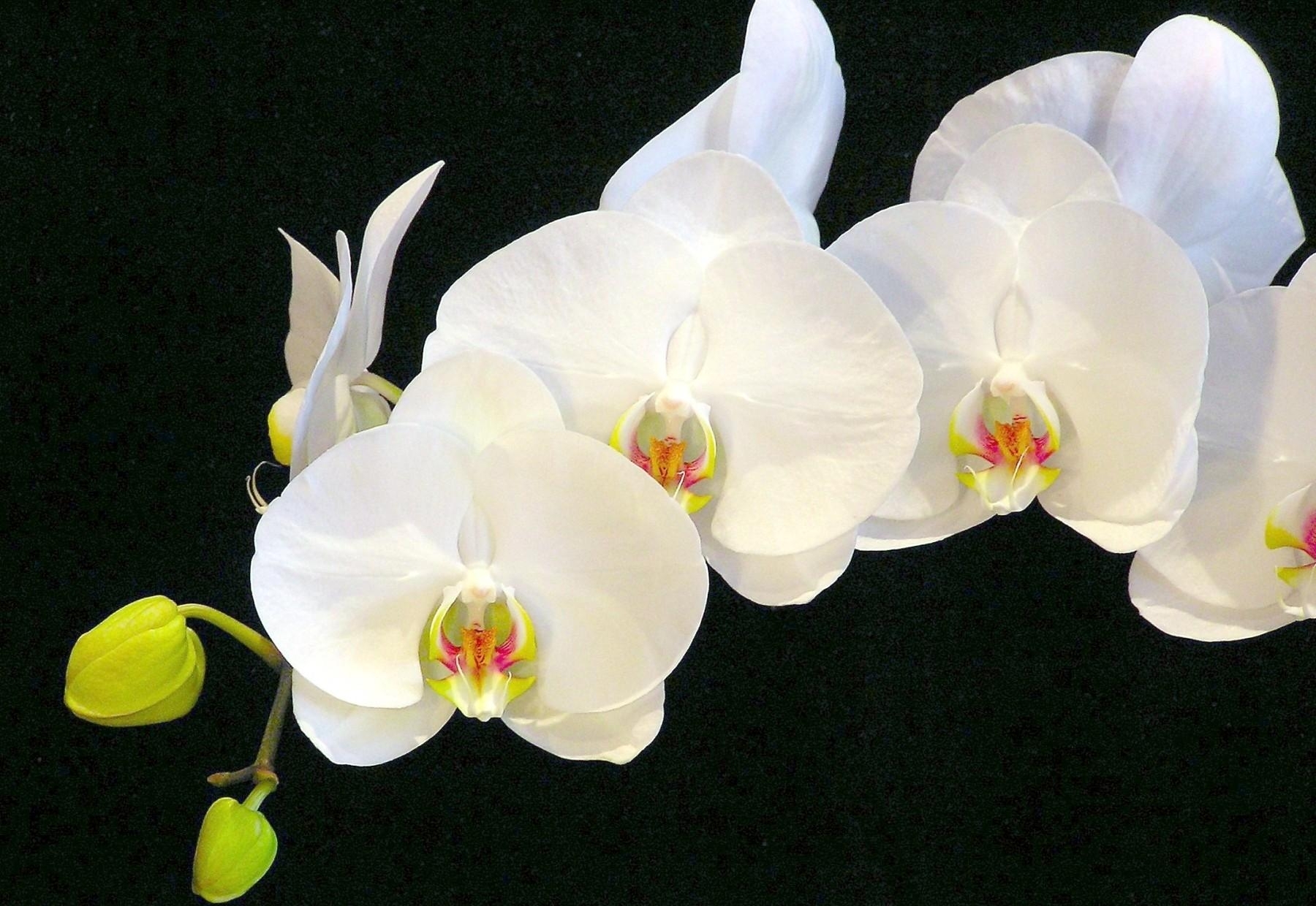 Wallpaper Original Orchid Flower Twig Snow White Black Background