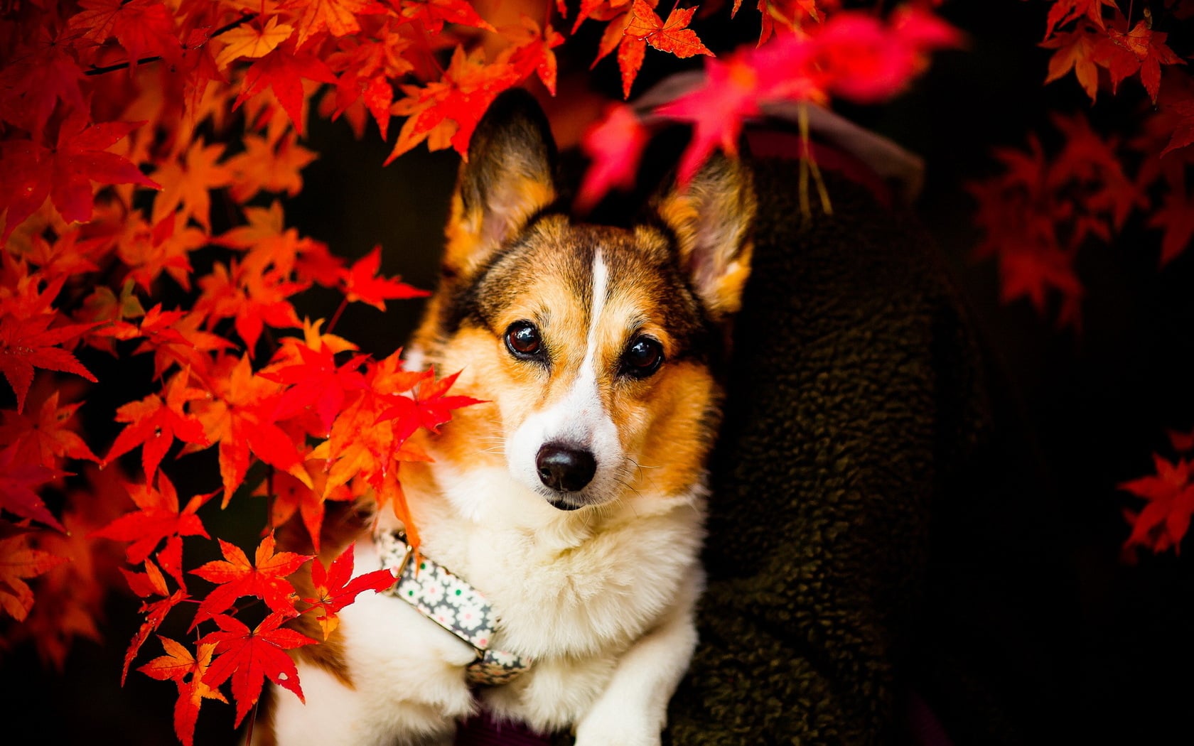Animal Corgi HD Wallpaper