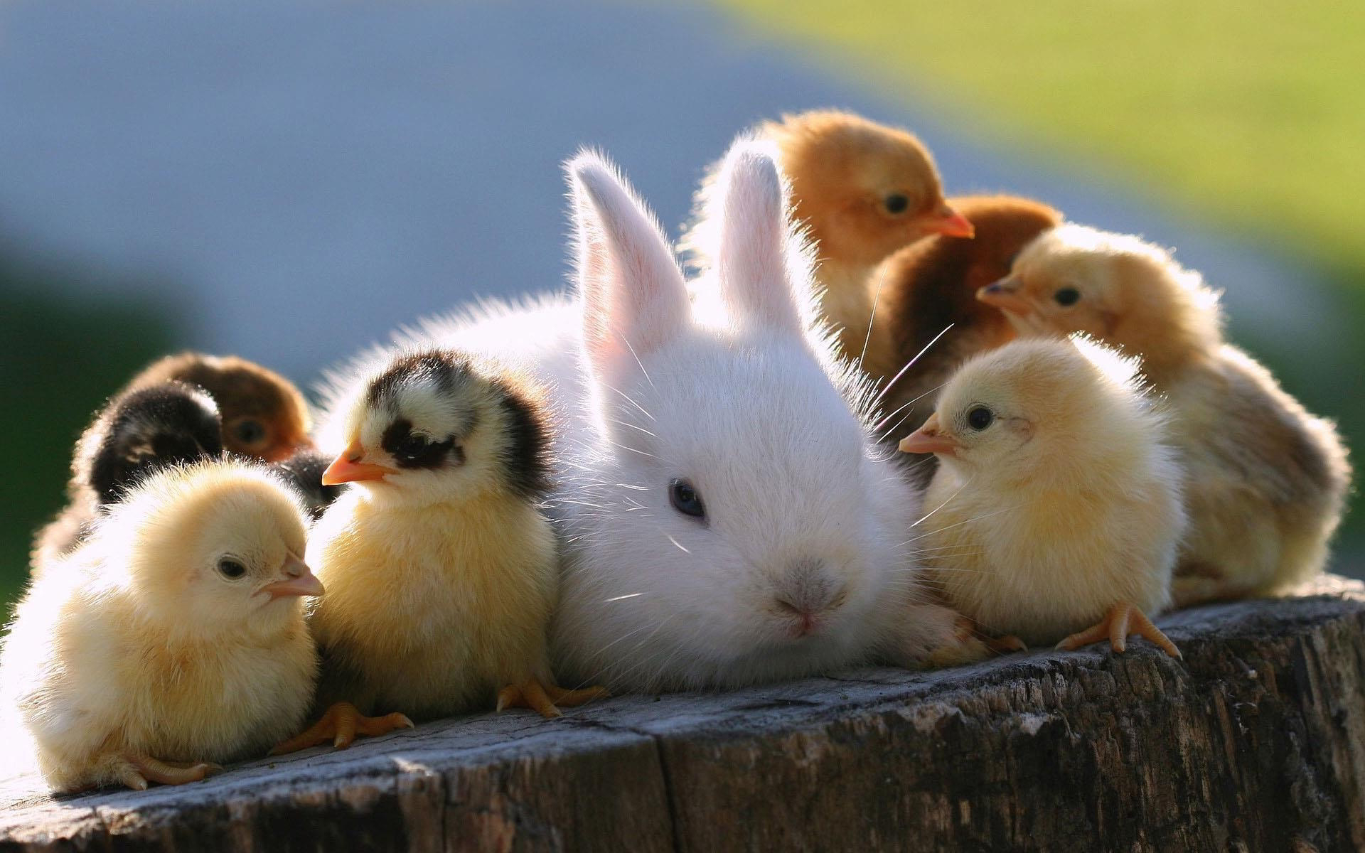 A fluffy white bunny snuggles with a group of adorable yellow and brown chicks on a tree stump, creating a heartwarming scene of friendship and cuteness