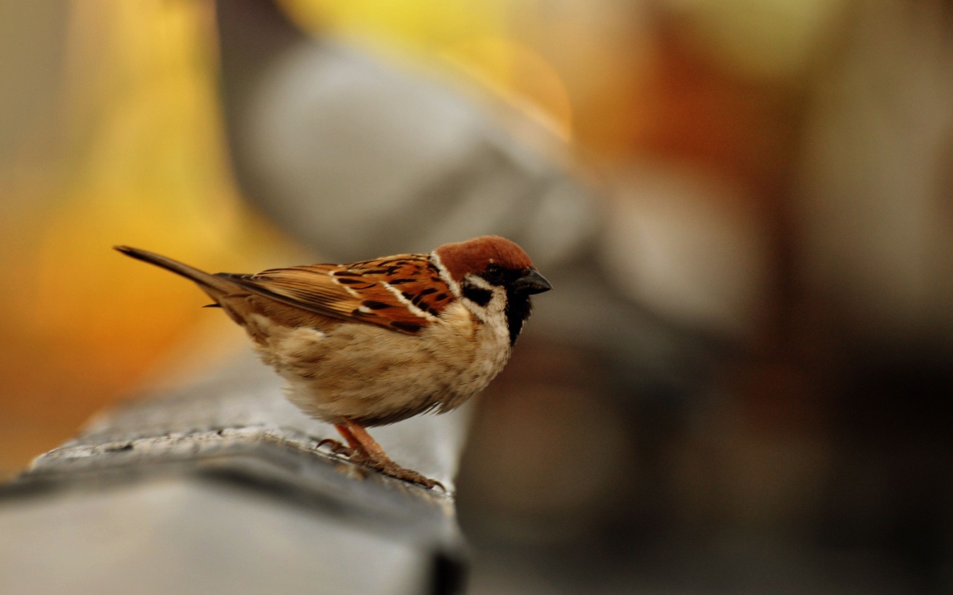 Birds Sparrow Depth Of Field Blurred Background Wallpaper