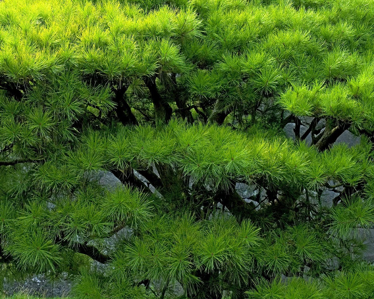 The Cat Green Nature Wallpaper For Desktop Background