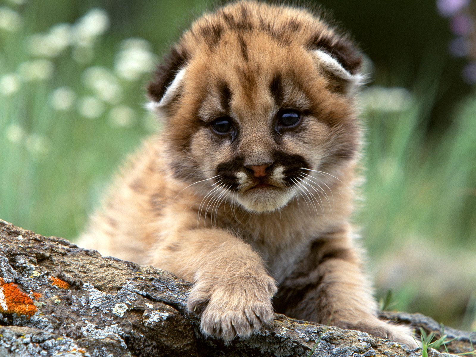 Mountain Lion Cub Wallpaper