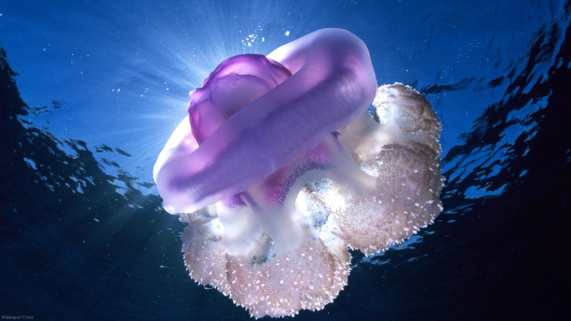 Download Blue Jelly Fish Fish Ocean Sea Underwater Water Wallpaper