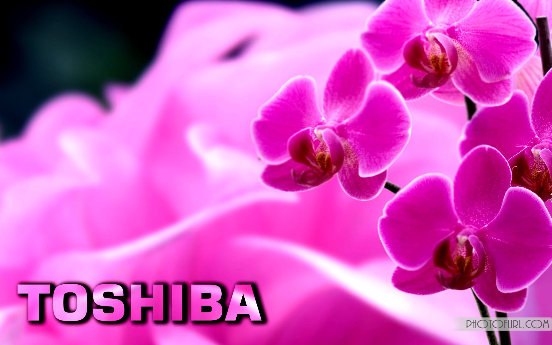 High Definition Toshiba Wallpaper Wallpapersafari
