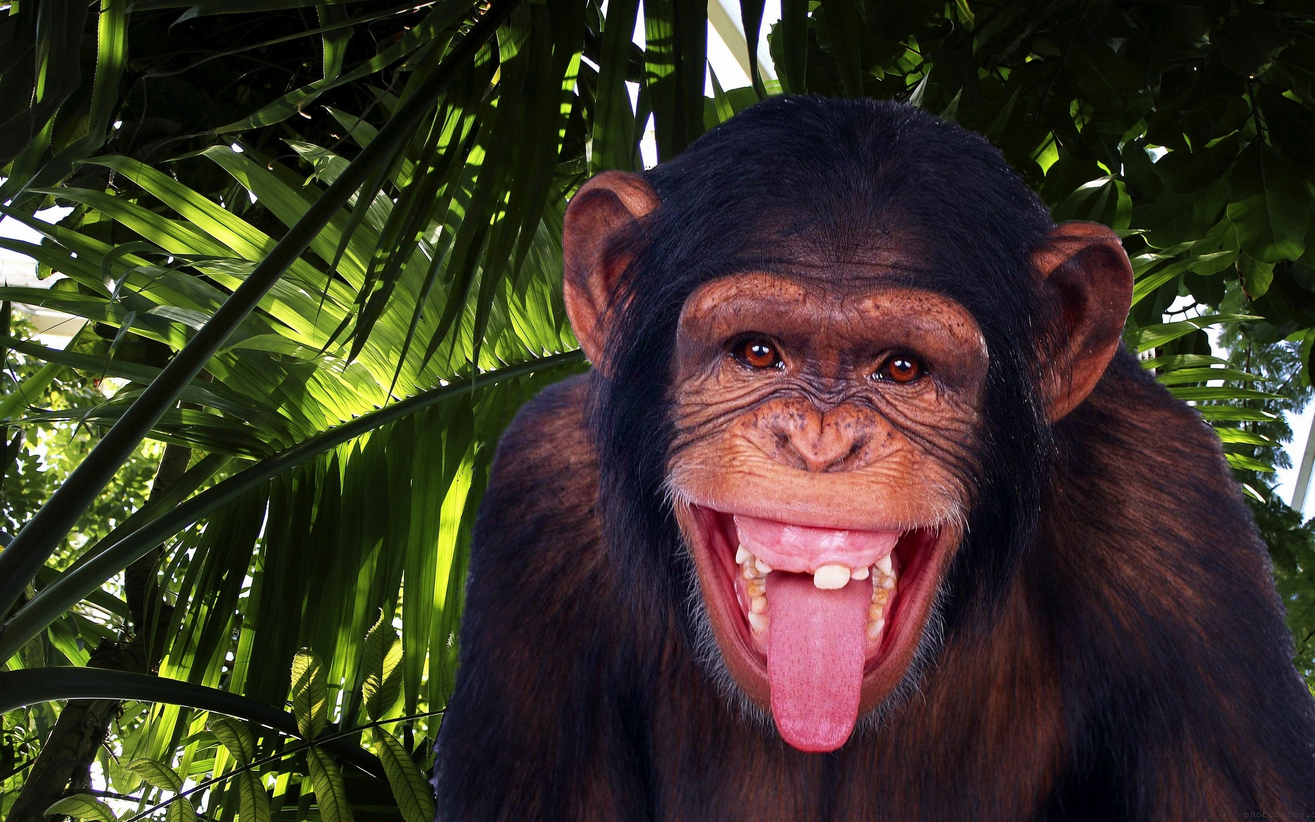 Image Gallery Chimps