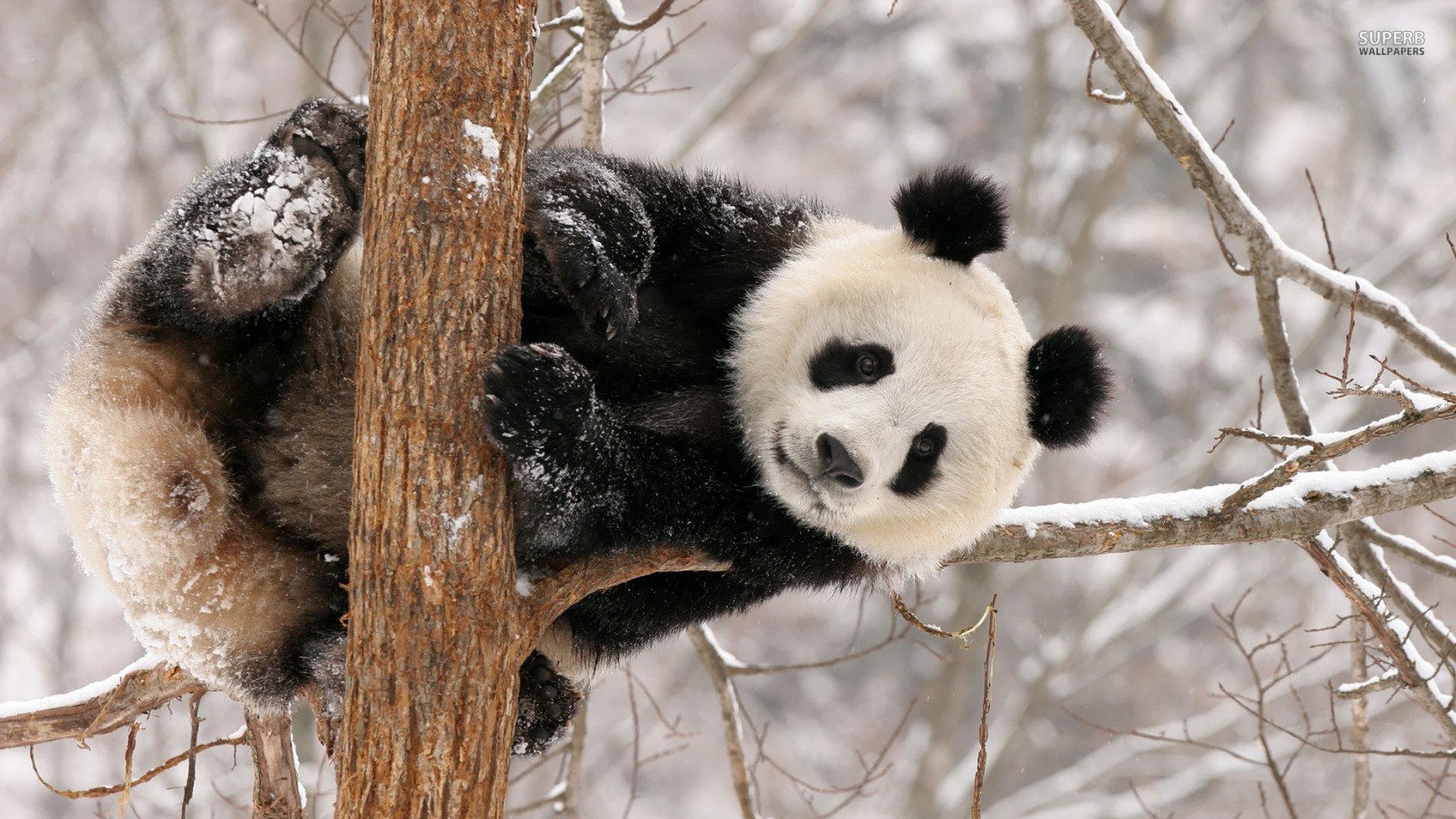 Cute Panda Baby Background HD Wallpaper Pixel Animal