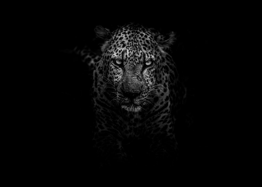 Jaguar Pictures Image