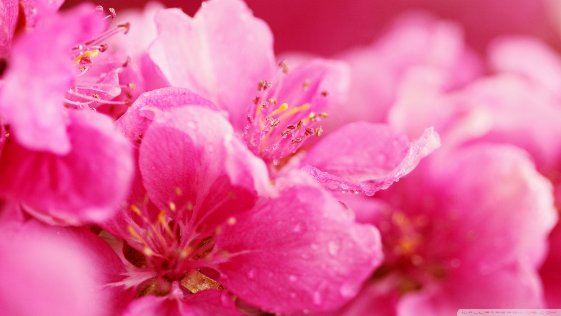 Pink Wallpaper Flowers