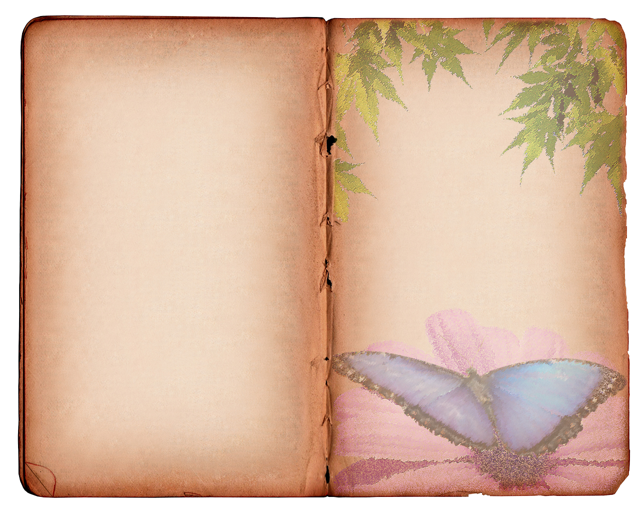Texture Background Butterfly Book Graphix1