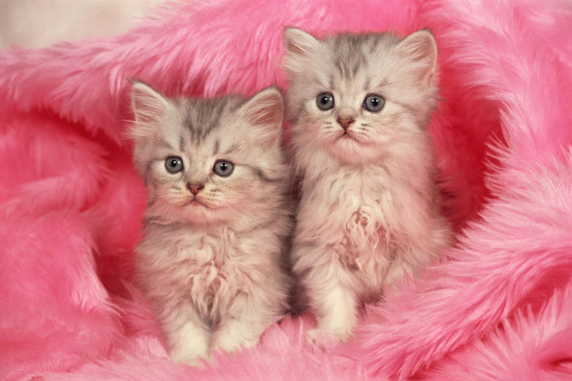 Pink Kitten Wallpaper Cute Cat Images | Biajingan Wall
