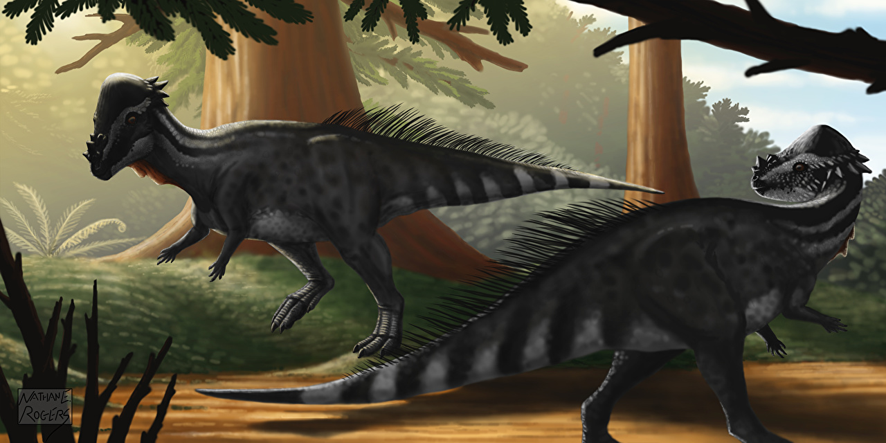 Wallpaper Dinosaurs Pachycephalosaurus Animals Ancient