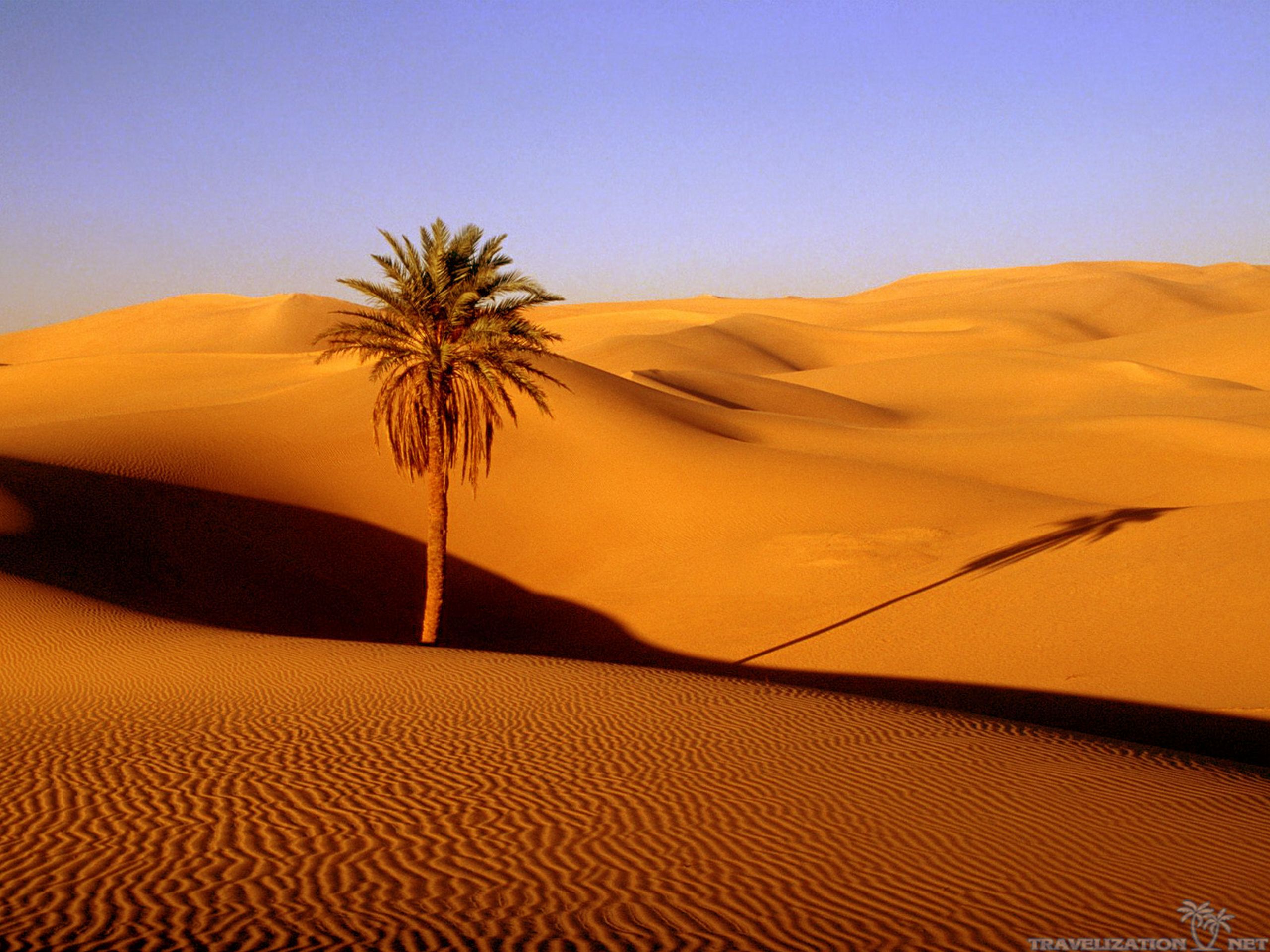 Desert Wallpaper